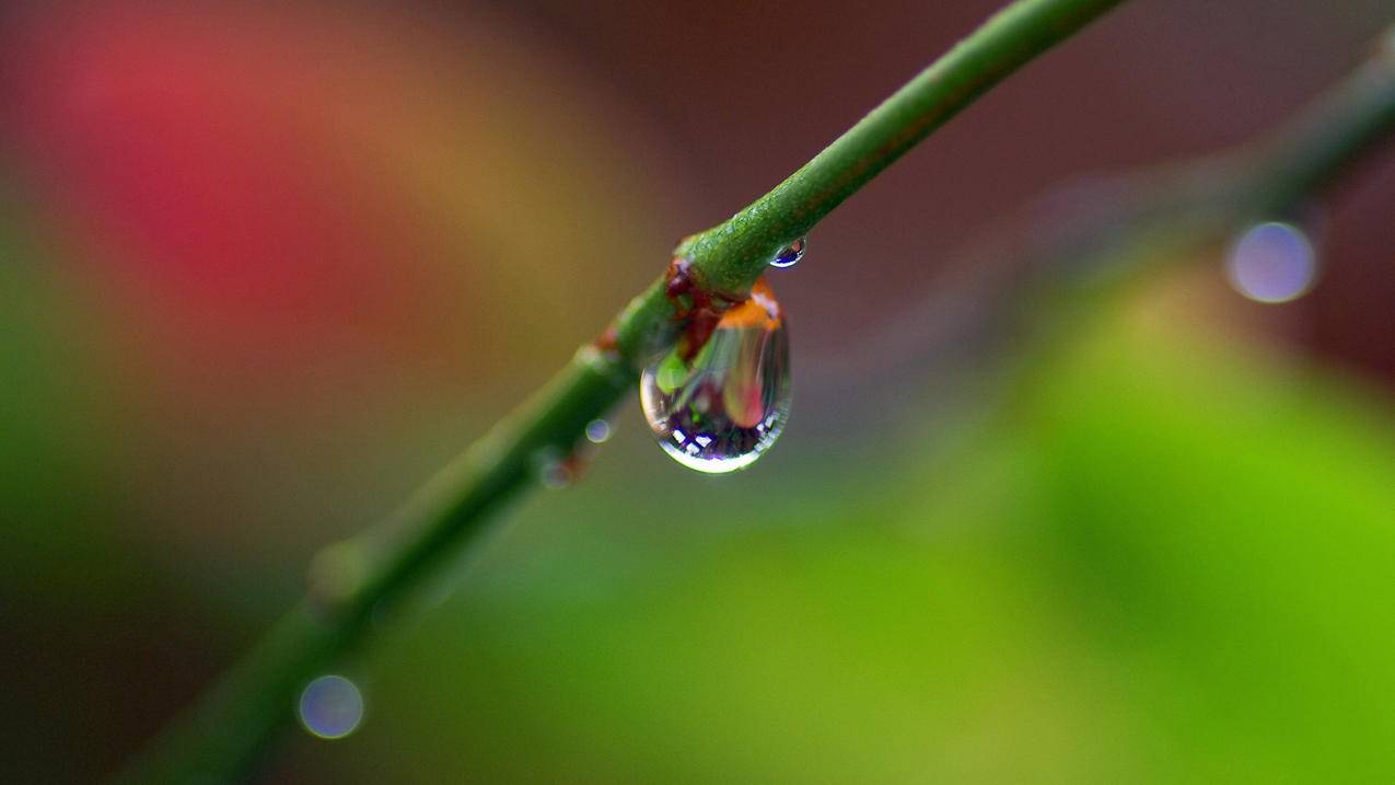 网红商城